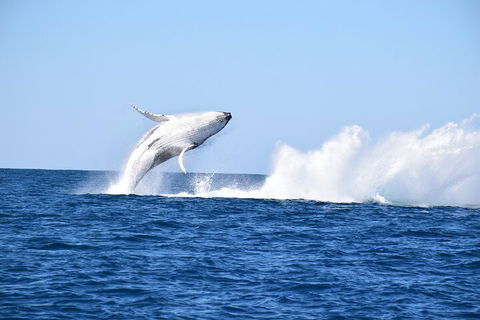 Noosa Whale Watching - Hotel Accommodation 1