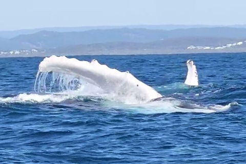 Noosa Whale Watching - Hotel Accommodation 5