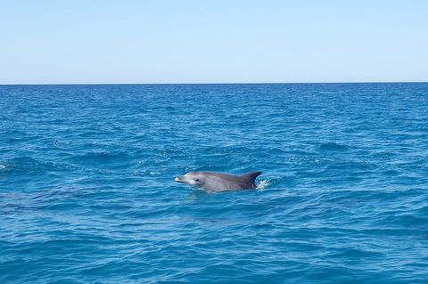 Noosa Wild Dolphin Safari - Hotel Accommodation 1