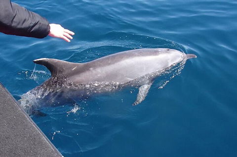 Noosa Wild Dolphin Safari - Hotel Accommodation 2