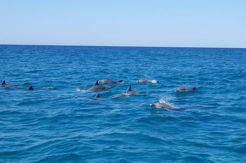 Noosa Wild Dolphin Safari - Hotel Accommodation 3