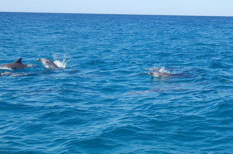 Noosa Wild Dolphin Safari - Hotel Accommodation 4