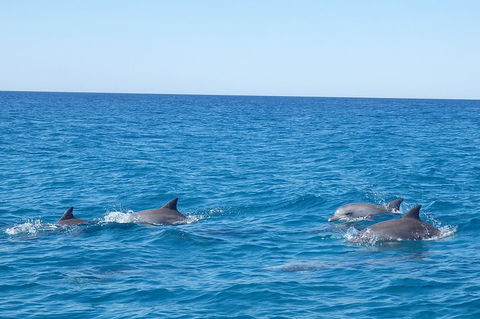 Noosa Wild Dolphin Safari - Hotel Accommodation 5