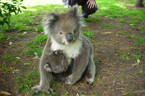 3-Day Private Adelaide To Melbourne Tour - Hotel Accommodation 5