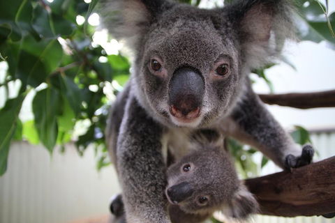 Kuranda Day Tour, TKS-RFS GRAND GOLD PLUS 0930 - Hotel Accommodation 1