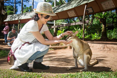 Kuranda Day Tour, TKS-RFS GRAND GOLD PLUS 0930 - Hotel Accommodation 3