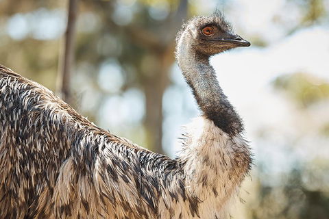 Sydney Taronga Zoo General Entry Ticket - Hotel Accommodation 4