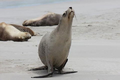 Kangaroo Island Personal Group Tours - Hotel Accommodation 4