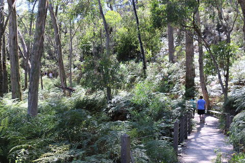 Self-Guided Waterfall Gully To Mount Lofty Hike From Adelaide - Hotel Accommodation 2