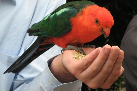 O'Reilly's & Lamington National Park From Brisbane - Hotel Accommodation 1