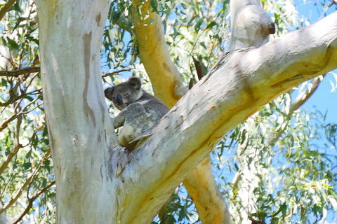 Best Of Moreton Bay Cruise - Hotel Accommodation 2