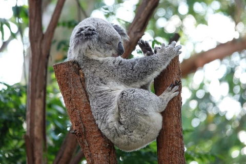 Small-Group Blue Mountains Tour With A Local Guide - Hotel Accommodation 2