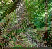 Private Daintree Mossman Gorge Exclusive Nature and Wildlife Focus - Hotel Accommodation