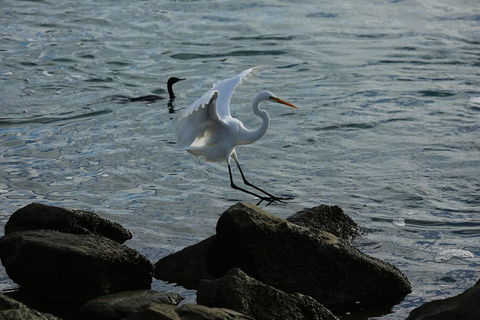 Kayak Tour In Adelaide Dolphin Sanctuary - Hotel Accommodation 1