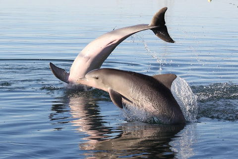 Kayak Tour In Adelaide Dolphin Sanctuary - Hotel Accommodation 5