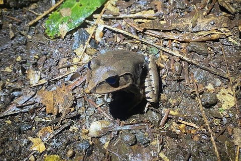 Evening Rainforest & Glow Worm Experience - Hotel Accommodation 1