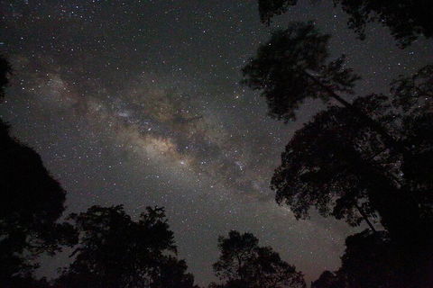 Evening Rainforest & Glow Worm Experience - Hotel Accommodation 4