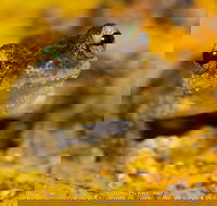 Daintree and Cape Tribulation Full Day Guided Tour - Hotel Accommodation