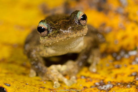 Daintree And Cape Tribulation Full Day Guided Tour - Hotel Accommodation 0