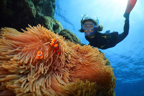 Silversonic Outer Great Barrier Reef Dive And Snorkel Cruise From Port Douglas - Hotel Accommodation 3
