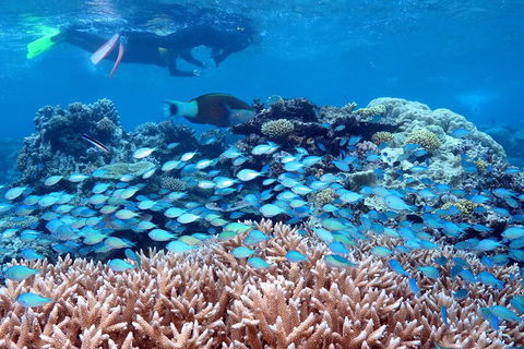 Silversonic Outer Great Barrier Reef Dive And Snorkel Cruise From Port Douglas - Hotel Accommodation 5