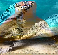 Sail Snorkel SUP  Kayak Charter Whitsundays - Hotel Accommodation