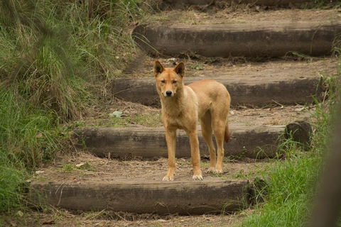 Blue Mountains Small-Group Insider Tour From Sydney - Hotel Accommodation 3