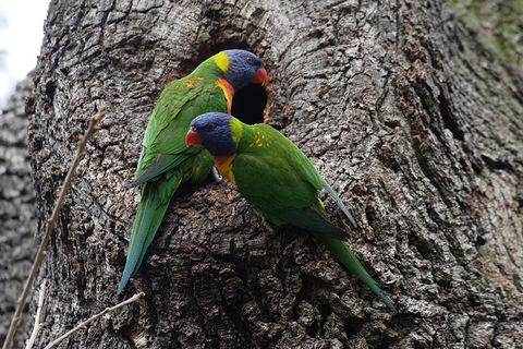 Private Blue Mountains Insider Tour From Sydney - Hotel Accommodation 3