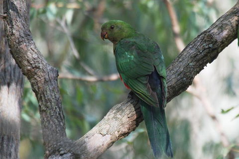 Private Blue Mountains Insider Tour From Sydney - Hotel Accommodation 5