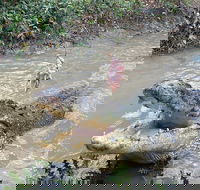 Top End Waterfalls and Wetlands - Hotel Accommodation