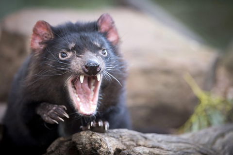 Port Arthur And Tassie Devils Active Day Tour From Hobart - Hotel Accommodation 3