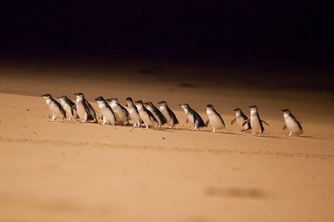 The Ultimate Melbourne Attractions Pass - Hotel Accommodation 5