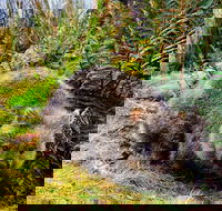 Cradle Mountain National Park Day Tour from Launceston - Hotel Accommodation