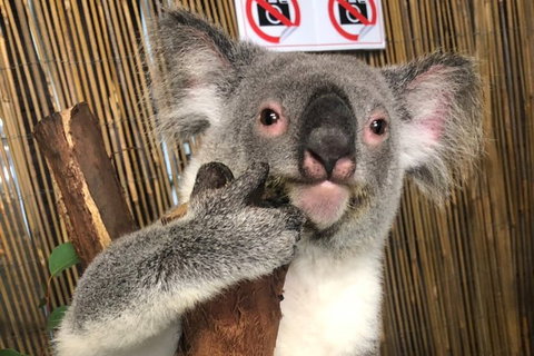 Kuranda Tour Deluxe Course With Kuranda 3 Zoos Or Free Course - Hotel Accommodation 0