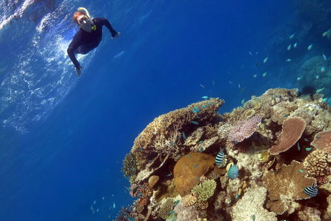 Silverswift Outer Great Barrier Reef Dive And Snorkel Cruise From Cairns - Hotel Accommodation 3