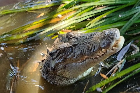 Litchfield Park Adventures And Jumping Crocodile Cruise + Butterfly Farm - Hotel Accommodation 4