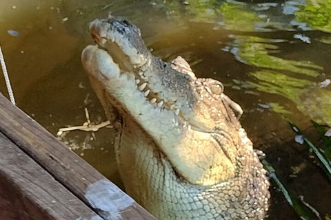 Litchfield Park Adventures And Jumping Crocodile Cruise + Butterfly Farm - Hotel Accommodation 5