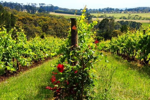 Mornington Peninsula Sightseeing Tour For 2-6 Guests. - Hotel Accommodation 3