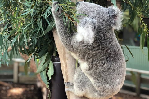 Private Blue Mountains And Wildlife Park Tour From Sydney With Barbecue Lunch - Hotel Accommodation 0