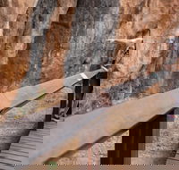 Chillagoe Caves and Outback Day Trip from Cairns - Hotel Accommodation