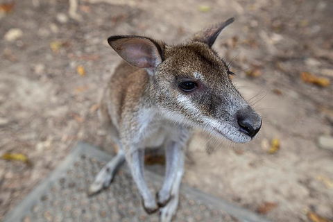 2 Day Daintree Rainforest, Cape Tribulation And Outback Chillagoe Tour - Hotel Accommodation 4