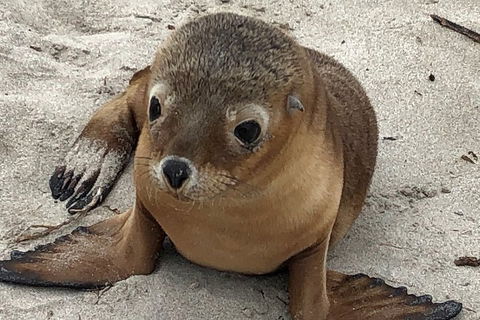 Kangaroo Island Scenic Trail Tour - Hotel Accommodation 0