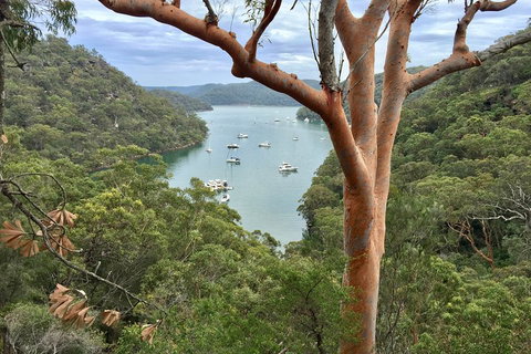 Shore Excursion: Sydney's Northern Beaches & Ku-ring-gai National Park Bus Tour - Hotel Accommodation 1