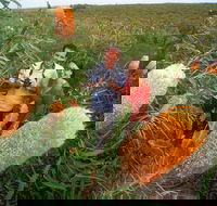 Best of Perth Wildflower Season Day Trip - Hotel Accommodation