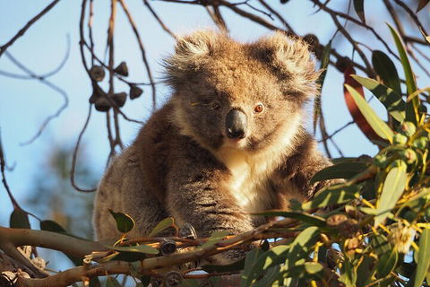 2-Hour Koala Walking Tour In Kangaroo Island - Hotel Accommodation 0