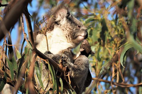 2-Hour Koala Walking Tour In Kangaroo Island - Hotel Accommodation 1