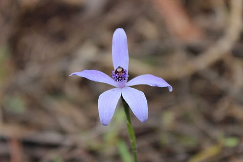 2-Hour Koala Walking Tour In Kangaroo Island - Hotel Accommodation 2