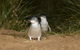 Phillip Island Penguin, Brighton Beach, Moonlit Sanctuary From Melbourne - thumb 2