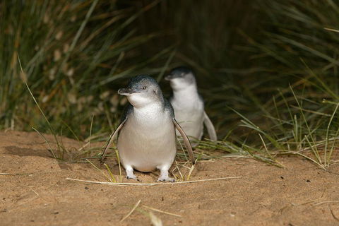 Phillip Island Penguin, Brighton Beach, Moonlit Sanctuary From Melbourne - Hotel Accommodation 2