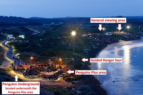 Phillip Island Penguin, Brighton Beach, Moonlit Sanctuary From Melbourne - Hotel Accommodation 4